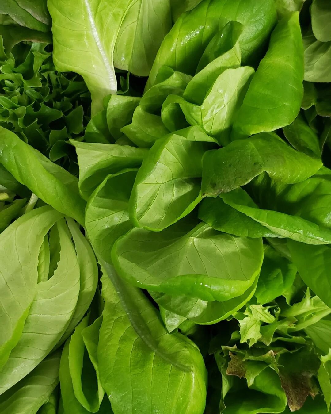 Have you noticed the  local hydroponic salad mix that's been in our produce cooler the last few weeks? 🤩 its beautiful!
Come try it yourself and see why it's flying off the shelf!
